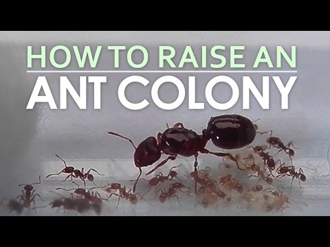 Видео: Как вырастить колонию муравьев