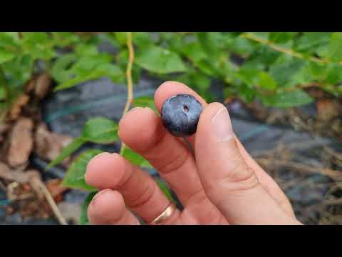 Видео: Патриот - Лучший сорт голубики!