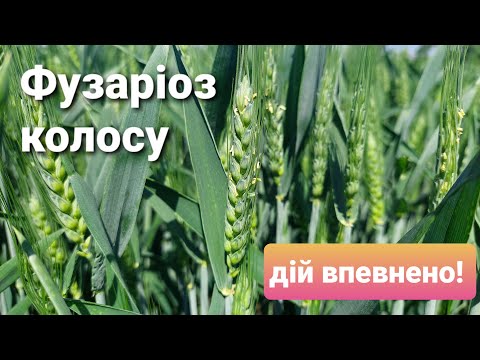 Видео: Фузаріоз колосу: Дій впевнено!