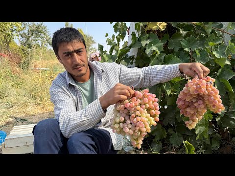 Видео: Узбекистан, где тебя зовут в гости с Улицы! Ташкент! 