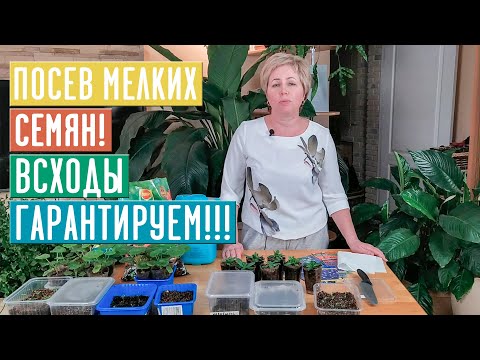 Видео: СЕЗОН 2020: ХИТРЫЙ СПОСОБ ПОСЕВА МЕЛКИХ СЕМЯН Отчет по всходам ЛОБЕЛИЯ / Садовый гид