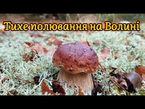 Видео: 10.10.2024.Повні кошики грибів Білі гриби та польські на кожному кроці Boletus mushroom grzyby грибы