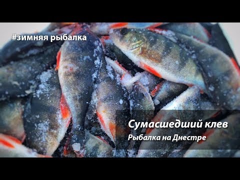 Видео: Сумасшедший клев окуня на маропедку. Рыбалка на Днестре