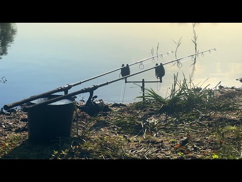 Видео: Живут ли здесь ещё крупные карпы?