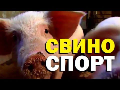 Видео: Галилео. Свиноспорт