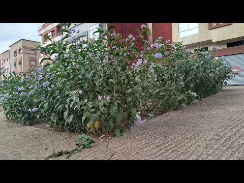 Видео: Никто не хочет косить эту траву. Каждый раз, когда кто-то пытается её косить, происходит что-то