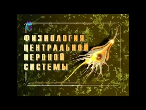 Видео: Физиология центральной нервной системы. Часть 2