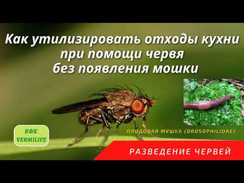 Видео: Как утилизировать отходы кухни с помощью червей и избежать появления мошки. Борьба с вредителями.