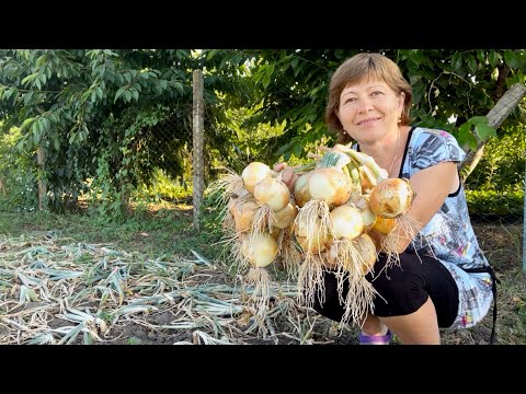 Видео: Жизнь на Кубани | Урожай удался! | Выкопали картошку