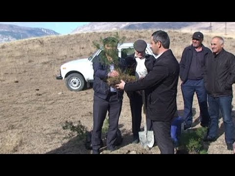 Видео: Глава Ботлихского района Руслан Гамзатов посадил первое дерево в местности "Цагуна"