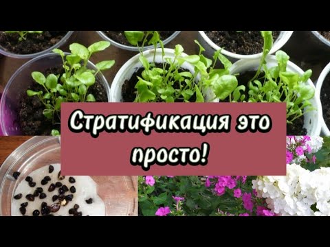 Видео: СТРАТИФИКАЦИЯ ПРОСТЫМ ЯЗЫКОМ что это? КАКИМ РАСТЕНИЯМ нужна? Виды и способы стратификации