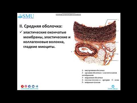 Видео: Гистология артерий