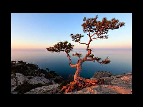 Видео: СОСНЫ НА СКАЛАХ.