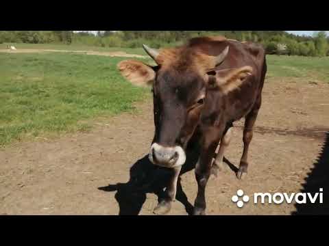 Видео: Столько всего случается на большом хозяйстве! Ни на что не хватает времени! Новости за апрель и май!