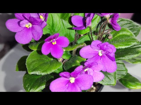 Видео: Фиалки у Алисы. 