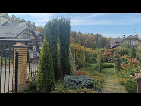 Видео: Скальный можжевельник, как укоротить, подстричь и сформировать (Часть2)