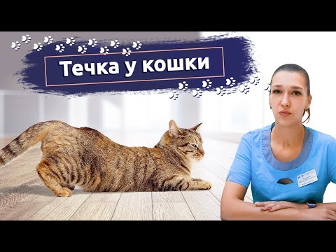 Видео: Течка у кошки: Что делать? Рассказывает ветеринар