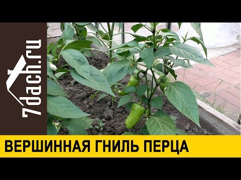 Видео: Что такое вершинная гниль перца (томата) и как её победить - 7 дач