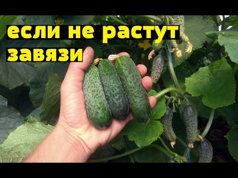 Видео: Плохой урожай огурца? - ДВЕ подкормки все исправят!