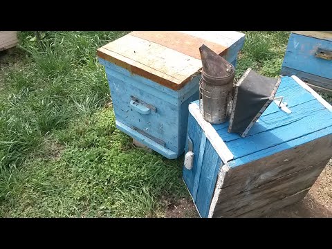 Видео: Как пересадить пчелосемью в другой улей.