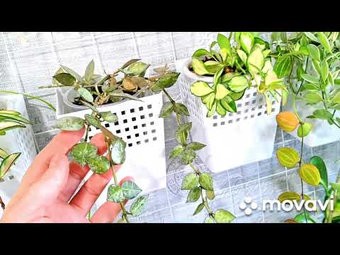 Видео: ПРИВОЖУ В ПОРЯДОК ФИТО СТЕНУ.КОМНАТНЫЕ РАСТЕНИЯ(ЦВЕТЫ).