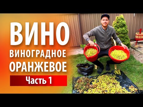 Видео: Вино «Оранжевое» из белого винограда | Часть 1