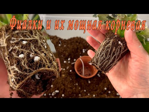 Видео: Фиалки. Мощная корневая