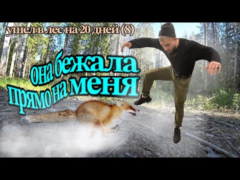 Видео: УШЕЛ В ЛЕС НА 20 ДНЕЙ (8)