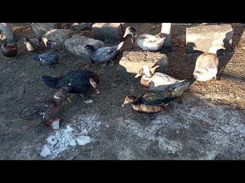Видео: Яка птиця найкраща для бізнесу