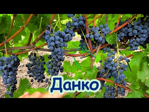 Видео: Виноград ДАНКО: неприхотливый урожайный винный сорт