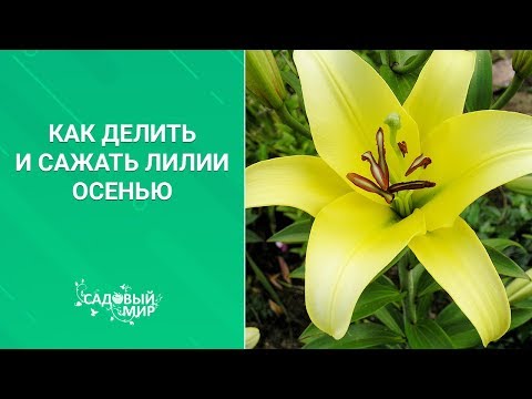 Видео: Посадка лилий с дёгтем. Как делить лилии