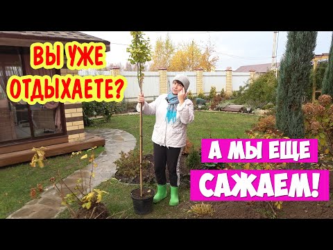 Видео: ТЕЛЕГУ - в компост. ВЯЗ - за дом. Вы уже отдыхаете? А мы ещё сажаем!