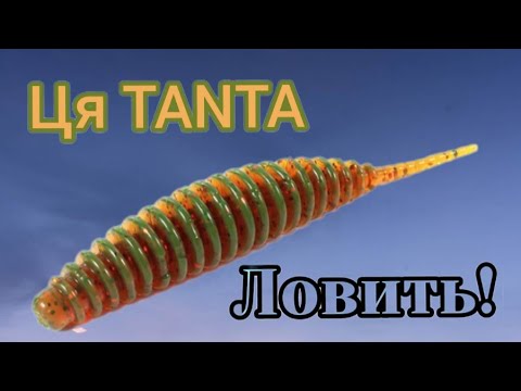 Видео: Ця TANTA ЛОВИТЬ!