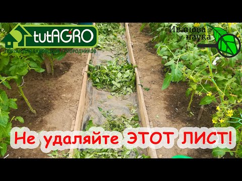 Видео: НЕ УДАЛЯЙТЕ ЛИСТЬЯ У ТОМАТА, пока не узнаете КОЕ-ЧТО ВАЖНОЕ! Не СПЕШИТЕ, сперва ПОСМОТРИТЕ ЭТО ВИДЕО