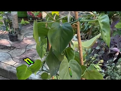 Видео: Уплотнение! Не притеснение, а уплотнение!