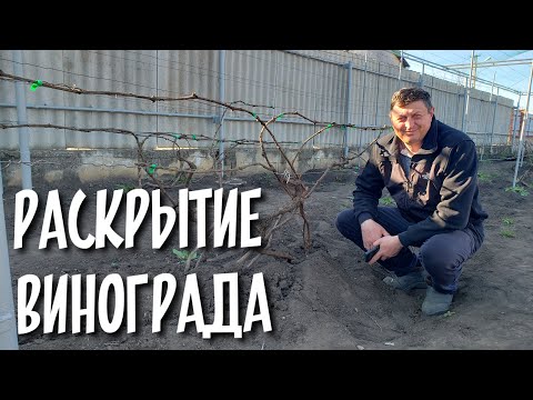 Видео: Раскрытие винограда после зимы