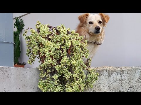 Видео: Портулакария моя Коллекция 🌿Portulacaria  Уход,Формирование #портулакария