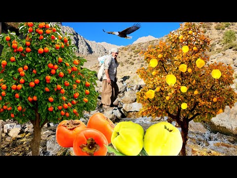 Видео: В поисках дикого беха и хурмы | Путешествие к кочевой жизни в горах Дена