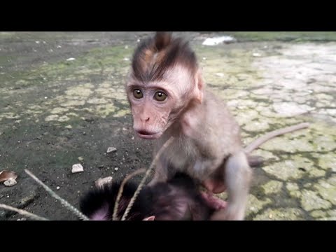 Видео: Счастливая обезьянка учит Рокки плохому
