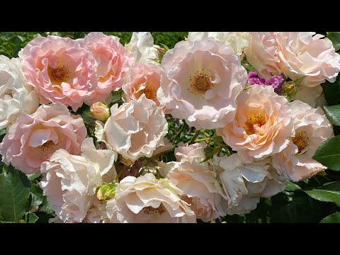 Видео: ЦВЕТЕНИЕ РОЗ 2025🌹❤️😎. ДВЕ МАТИЛЬДЫ🌹🌹🌹🔥🔥🔥