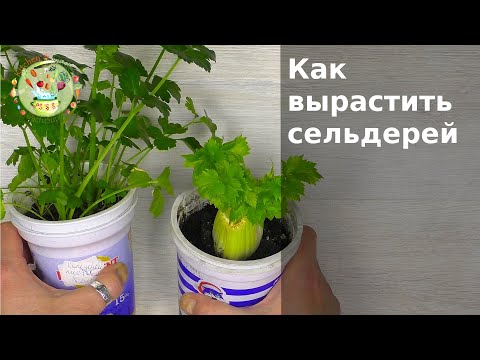 Видео: Как вырастить сельдерей дома в любое время года