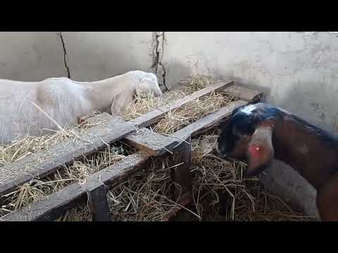 Видео: 15.01-16.01.2025 года. Пришла зима. Козы. Кто родился? Окот у Лады.
