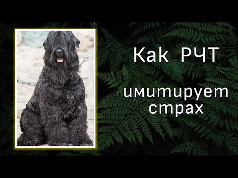 Видео: Ещё один якобы манипулятор или как накалить клиента. Реакция на видео зоопсихолога Евгении Маныкиной