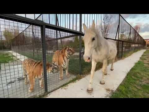 Видео: ТАНЦУЕМ  ВСЕ !!! Конь ТАНЦУЕТ СРЕДИ ЛЬВОВ  !!!