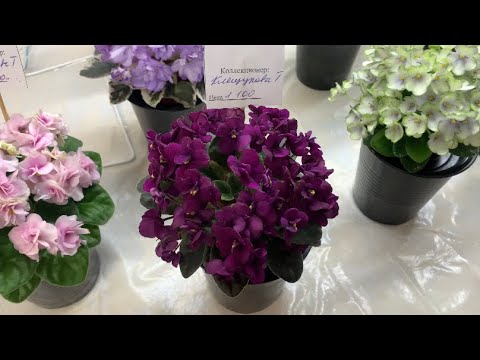 Видео: Влог. Выставка фиалок в Волгограде. В гостях у сестры.
