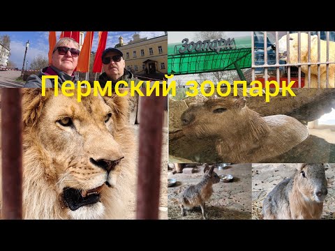 Видео: Старый Пермский зоопарк// Переезд не за горами// май 2025