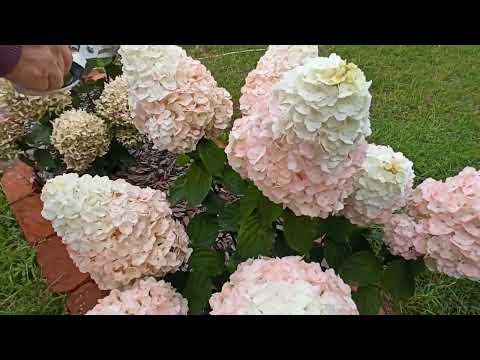 Видео: 28 СОРТОВ ГОРТЕНЗИЙ. С ХОЛОДАМИ ГОРТЕНЗИИ ЕЩЁ КРАШЕ! В ГОСТЯХ У ЛЕНЫ. #дом #сад #волжск #гортензии