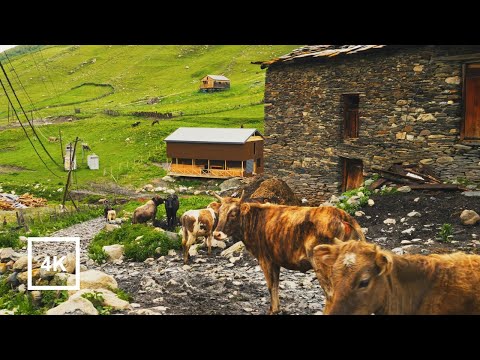 Видео: Утренняя прогулка в деревне Ушгули, Грузия　Morning Walk in Ushguli Village, Georgia | Hidden Gem