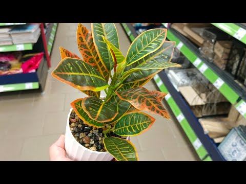 Видео: 🍁ФИКС ПРАЙС🦊НОВИНКИ МАГАЗИНА🍁ОБЗОР ПОЛОЧЕК сентябрь 2025