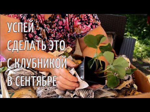 Видео: Не сажайте клубнику пока не посмотрите это видео! Посадка клубники